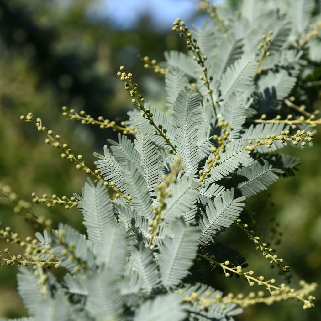 Acacia baileyana Songlines