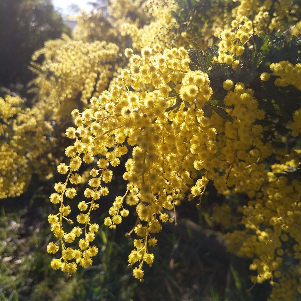 Acacia baileyana Songlines