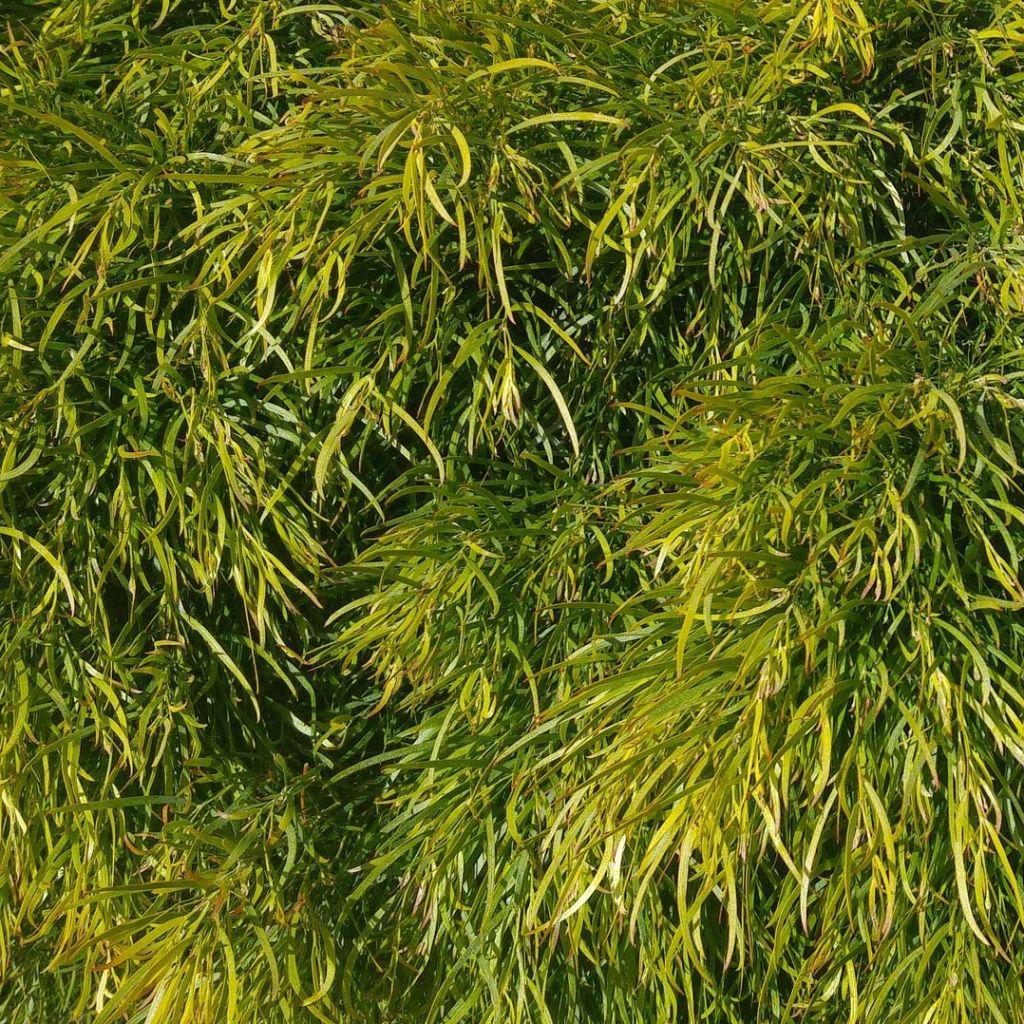 Acacia cognata Limelight