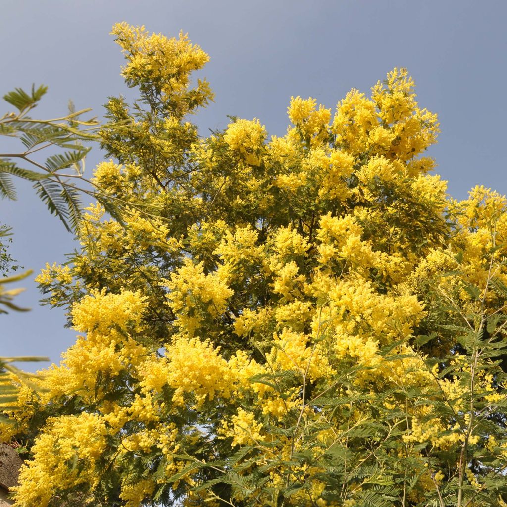 Acacia dealbata