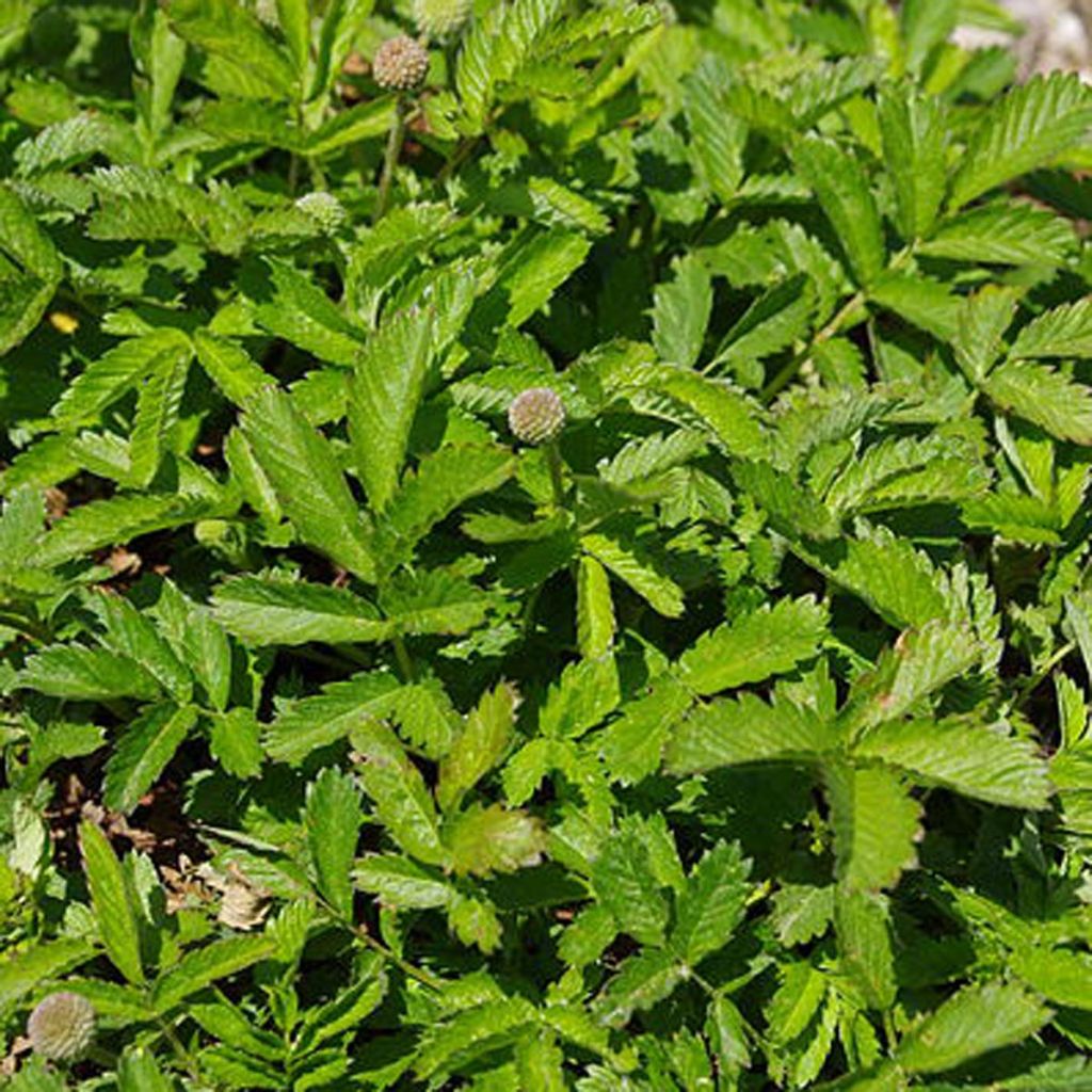 Acaena magellanica