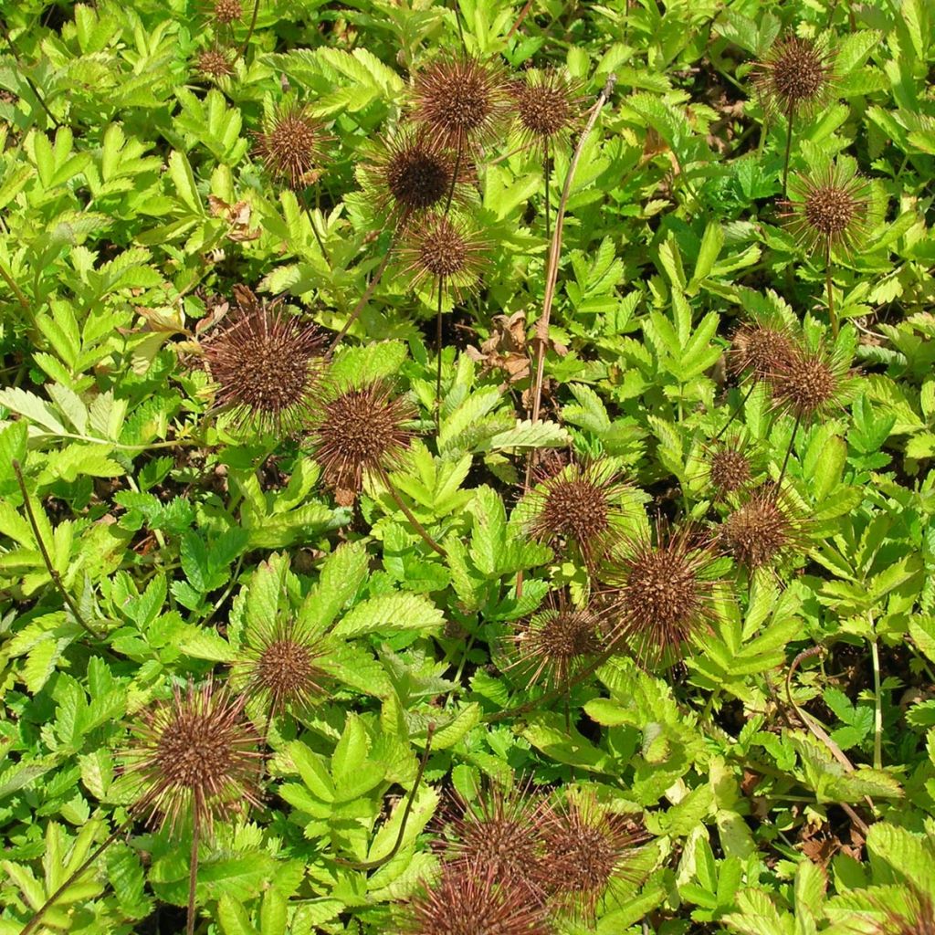 Acaena magellanica