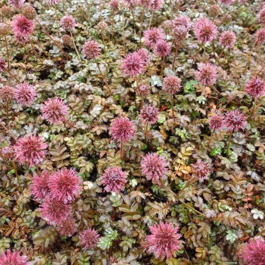 Acaena microphylla Kupferteppich