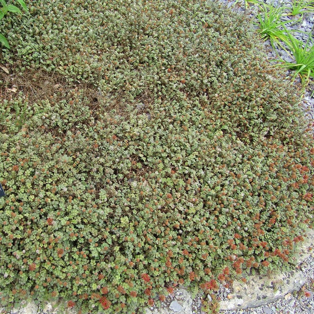 Acaena microphylla Kupferteppich
