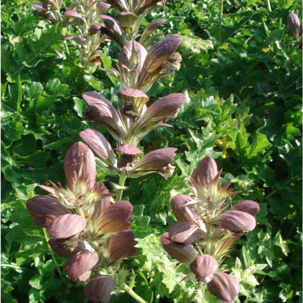 Acanthus hungaricus White Lips - Bear's Breech