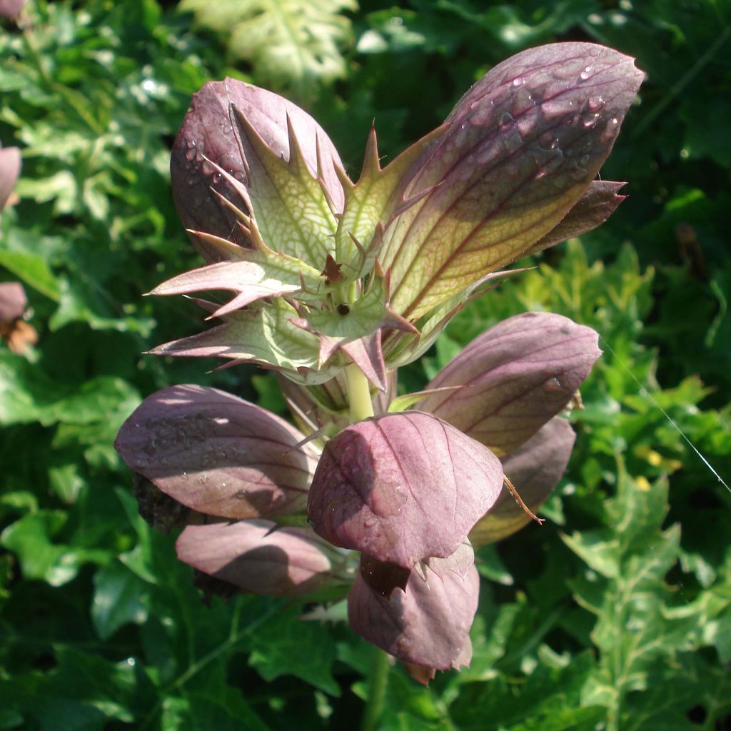 Acanthus hungaricus White Lips - Bear's Breech
