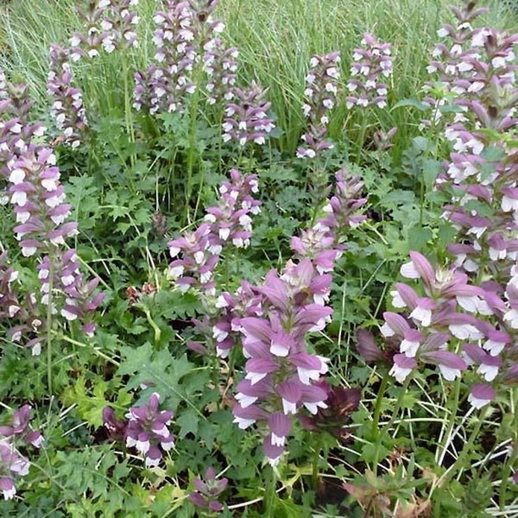 Acanthus Morning Candle - Bear's Breech