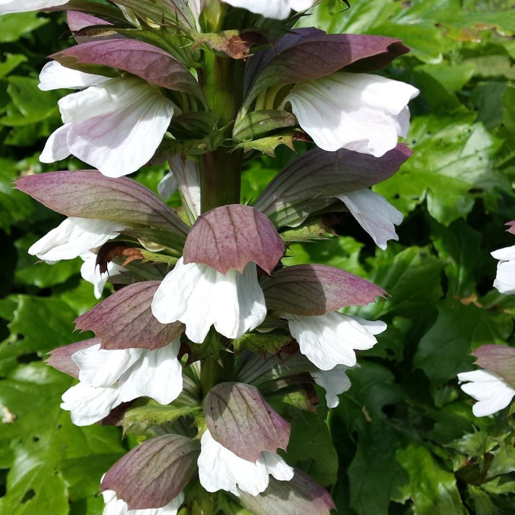 Acanthus Morning Candle - Bear's Breech