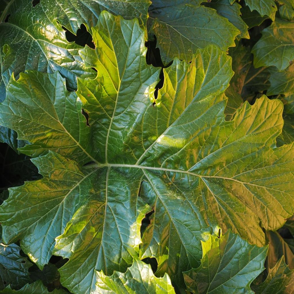 Acanthus Morning Candle - Bear's Breech