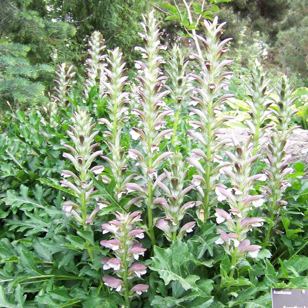 Acanthus hungaricus