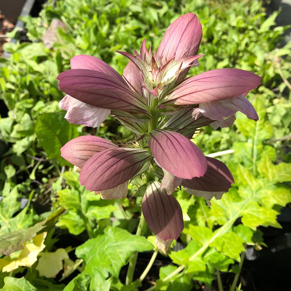 Acanthus hungaricus