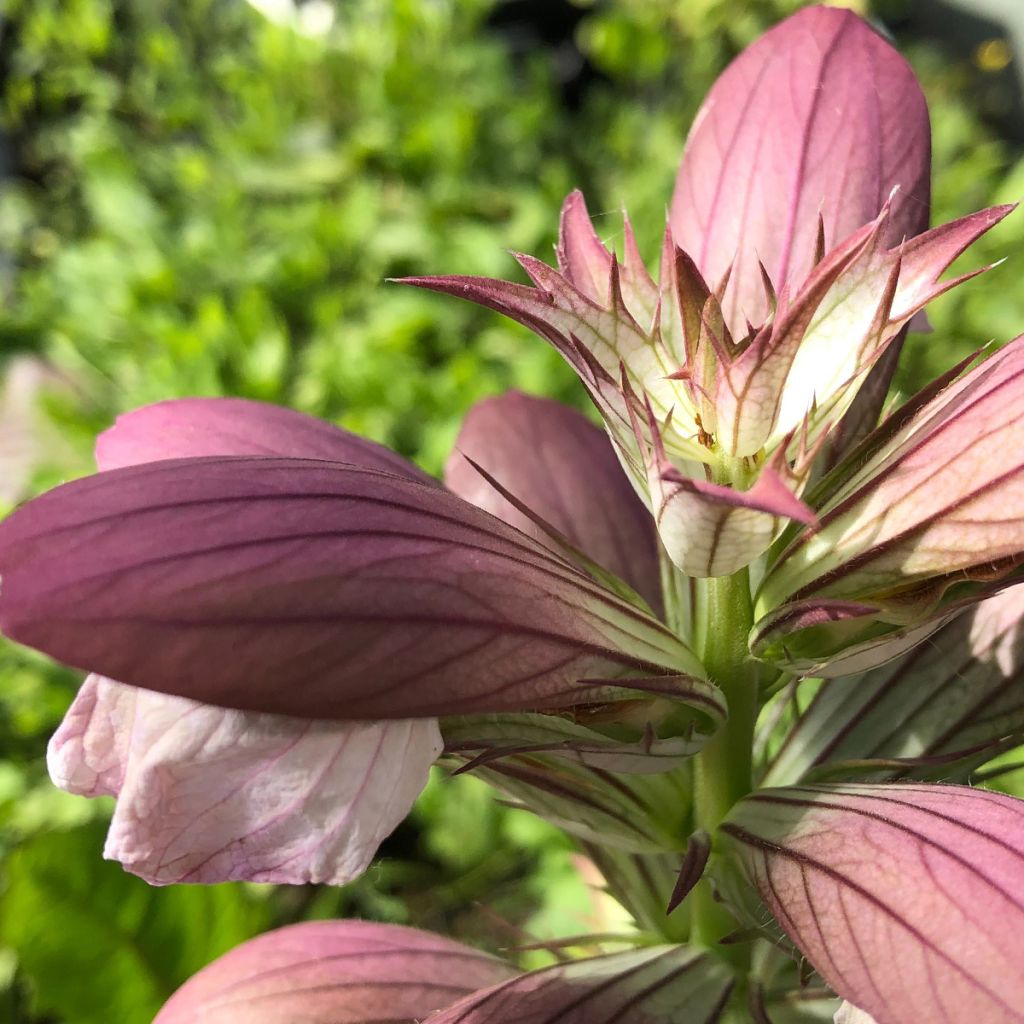 Acanthus hungaricus