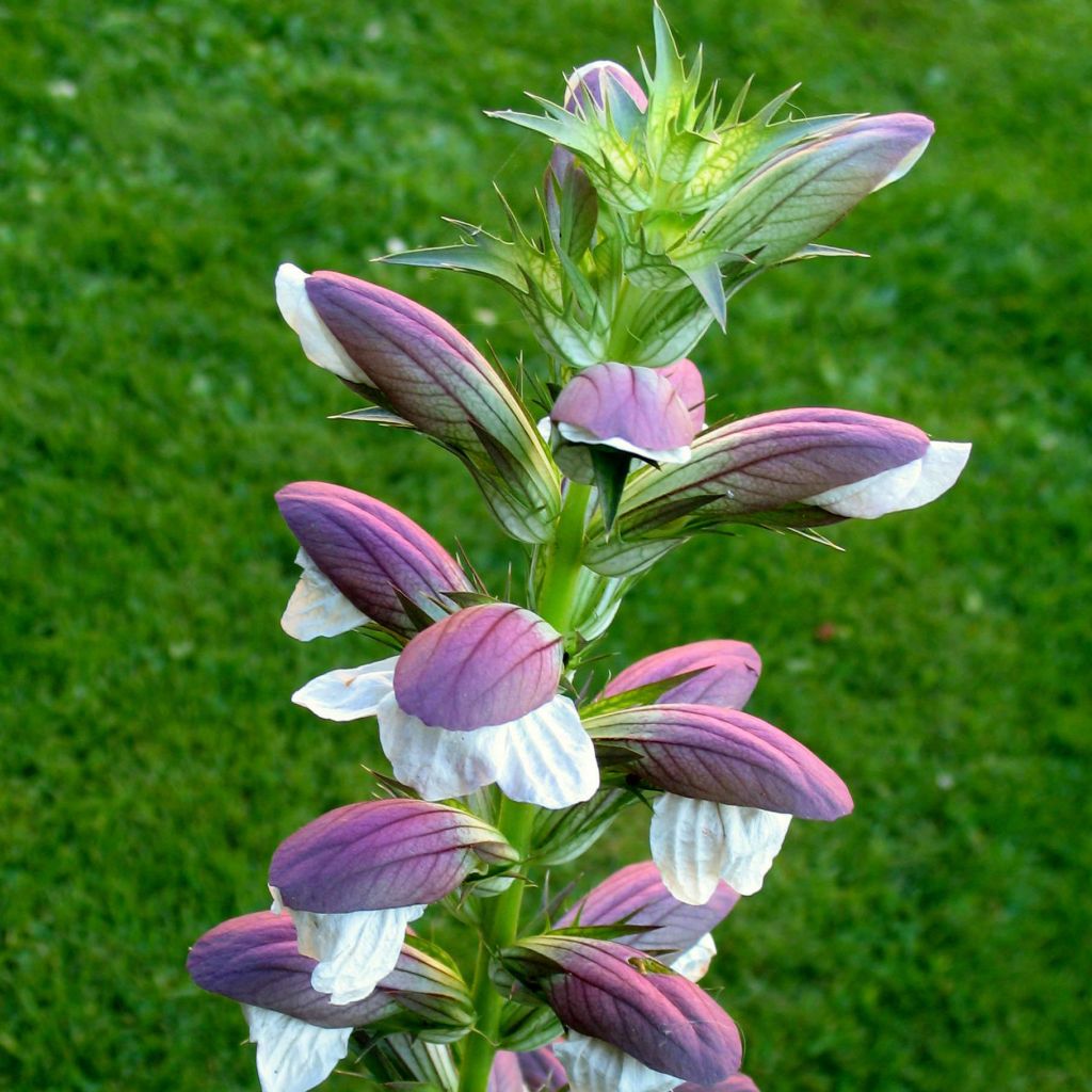 Acanthus mollis Hollards Gold - Bear's Breech