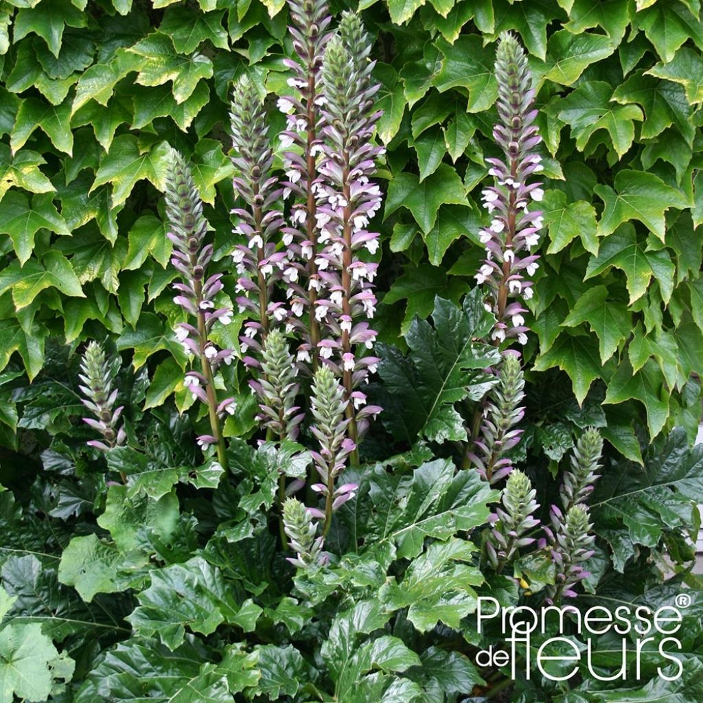 Acanthus mollis Latifolius - Bear's Breech