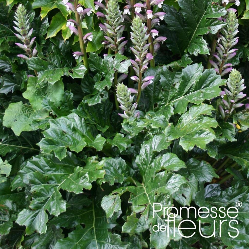 Acanthus mollis Latifolius - Bear's Breech