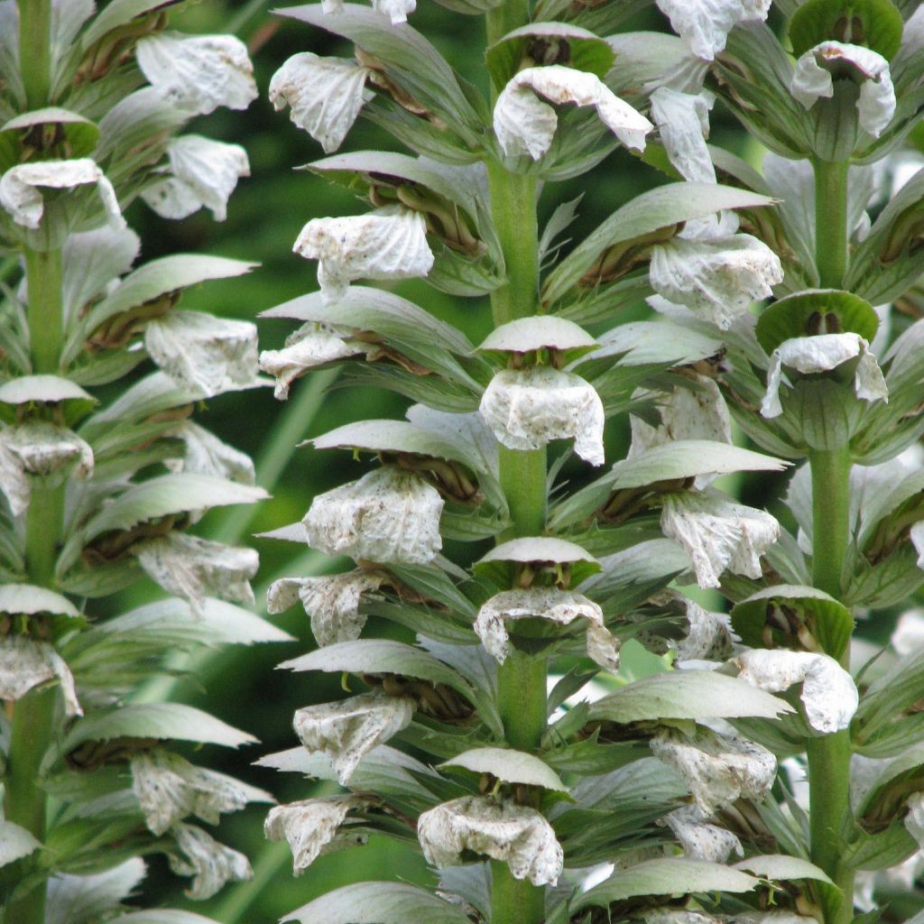 Acanthus mollis Rue Ledan - Bear's Breech