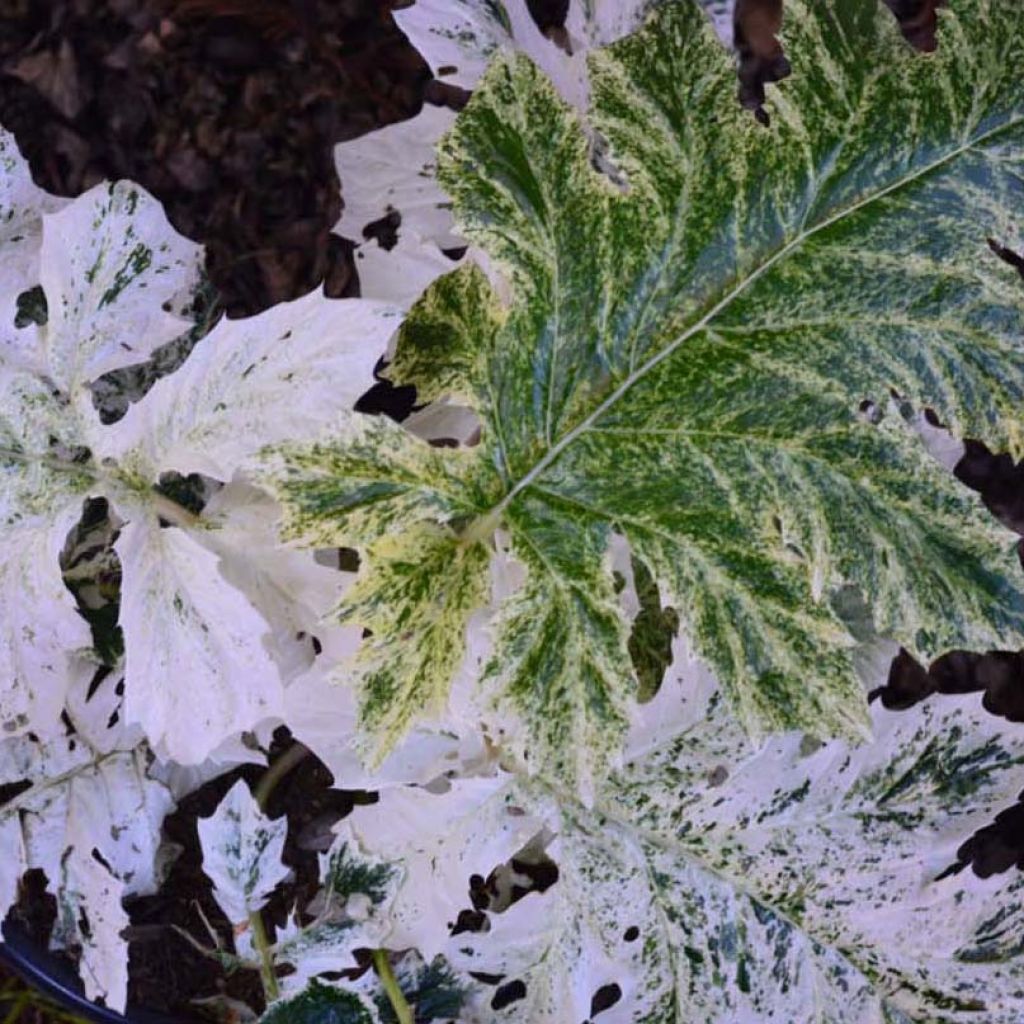 Acanthus mollis Tasmanian Angel - Bear's Breech
