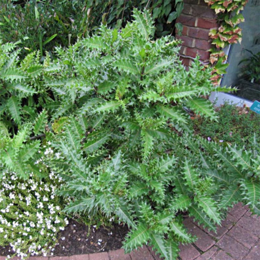 Acanthus sennii