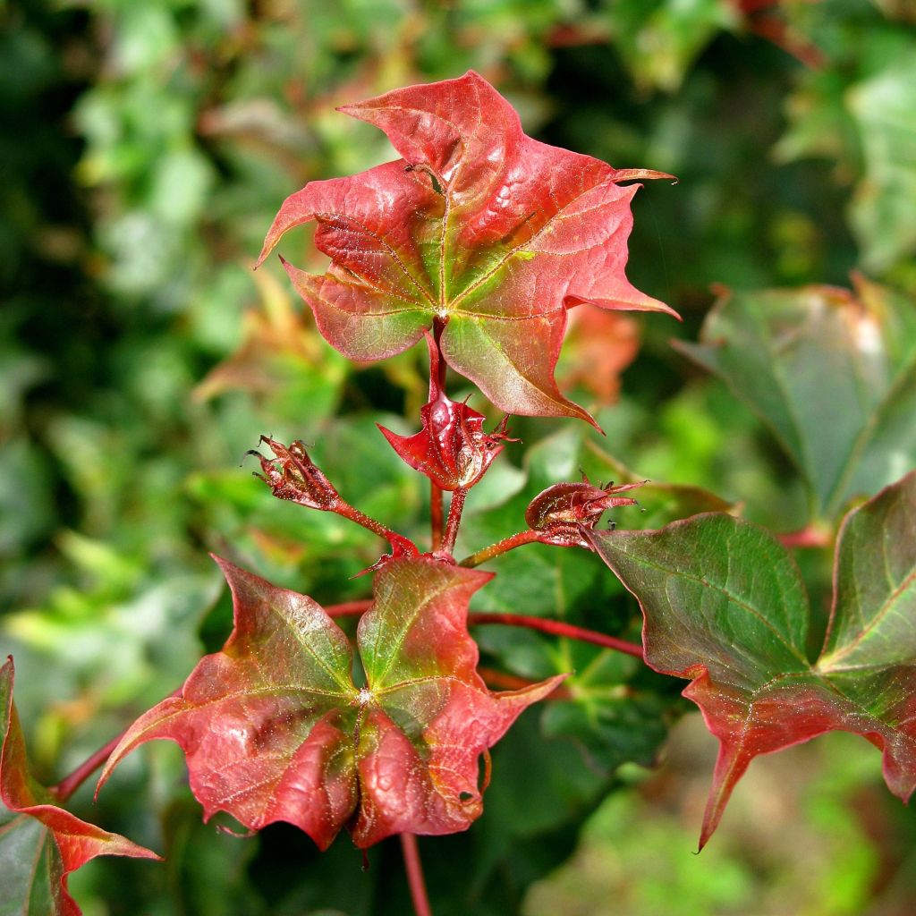 Acer Ample Surprise - Maple