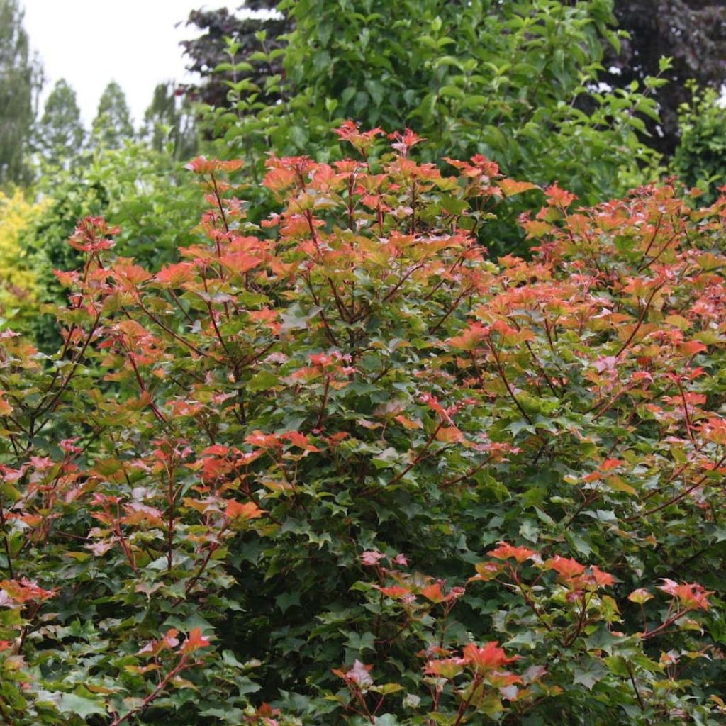 Acer Ample Surprise - Maple