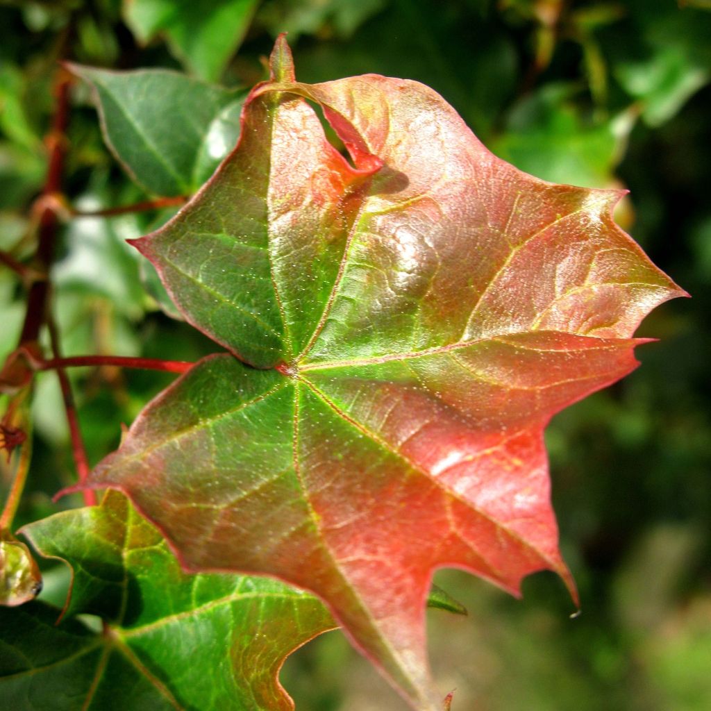 Acer Ample Surprise - Maple