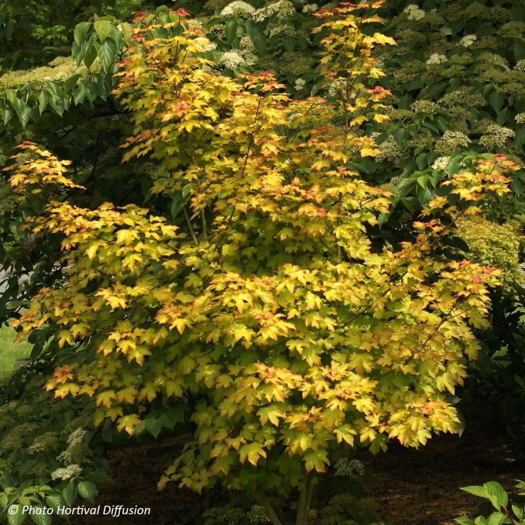 Acer Orientalia Minorient - Maple