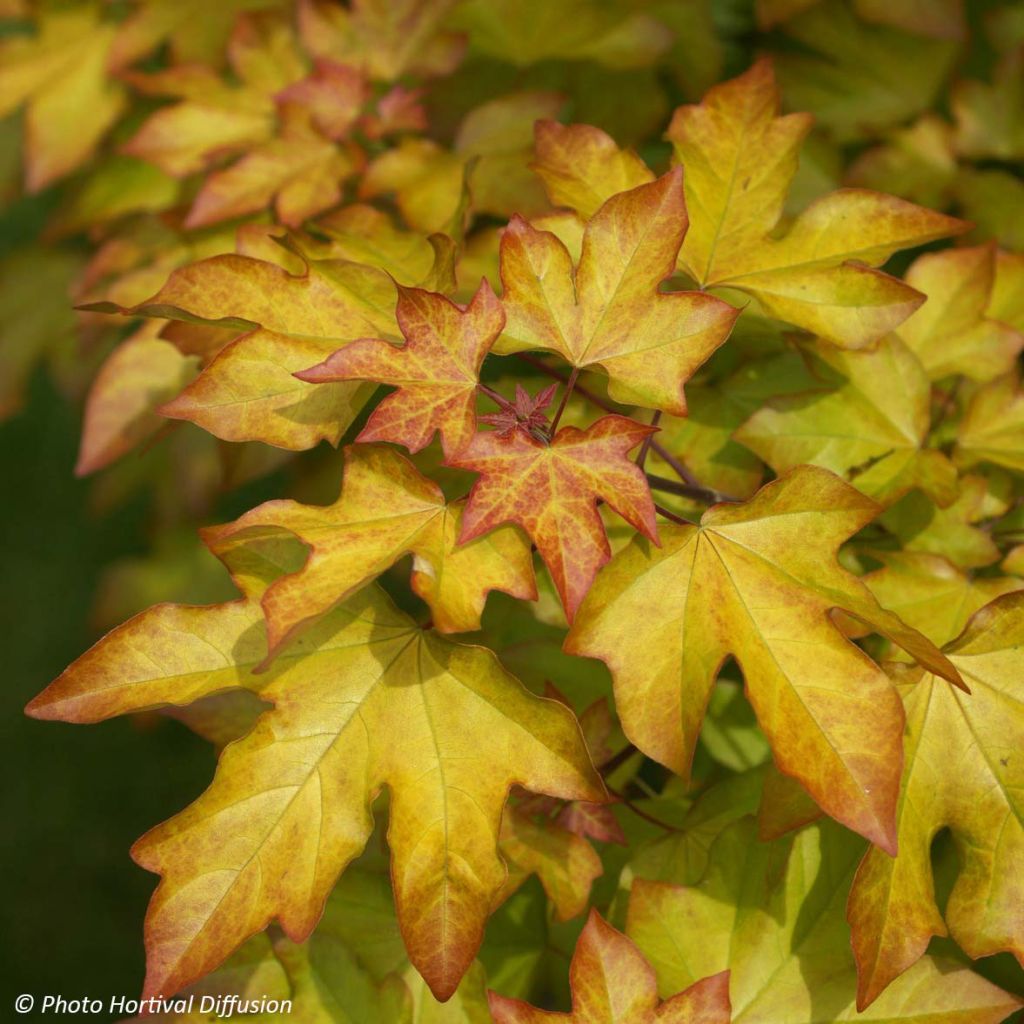 Acer Orientalia Minorient - Maple