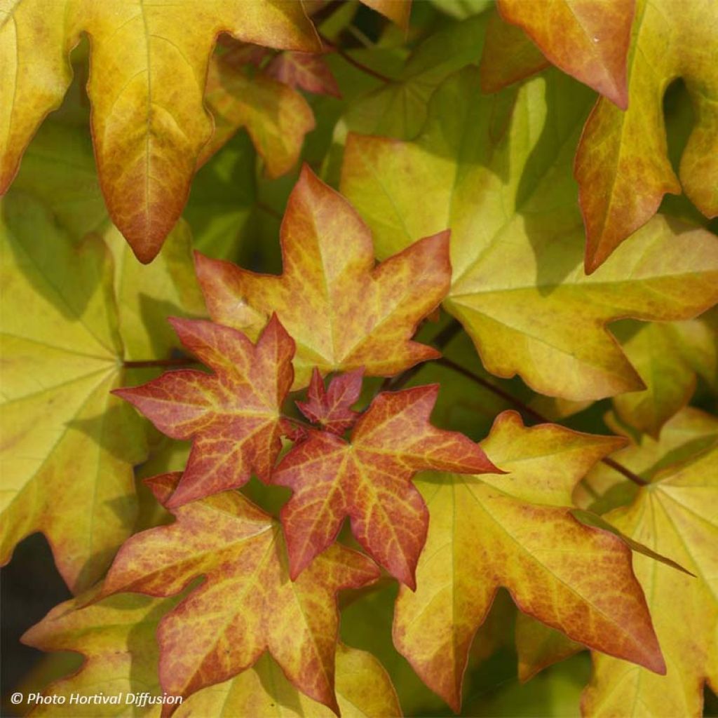 Acer Orientalia Minorient - Maple