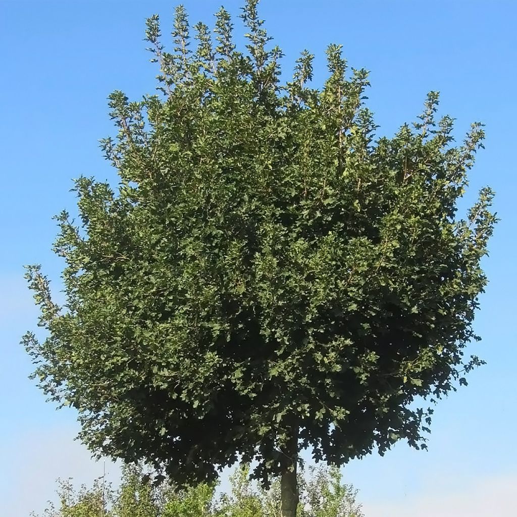 Acer campestre Nanum - Maple