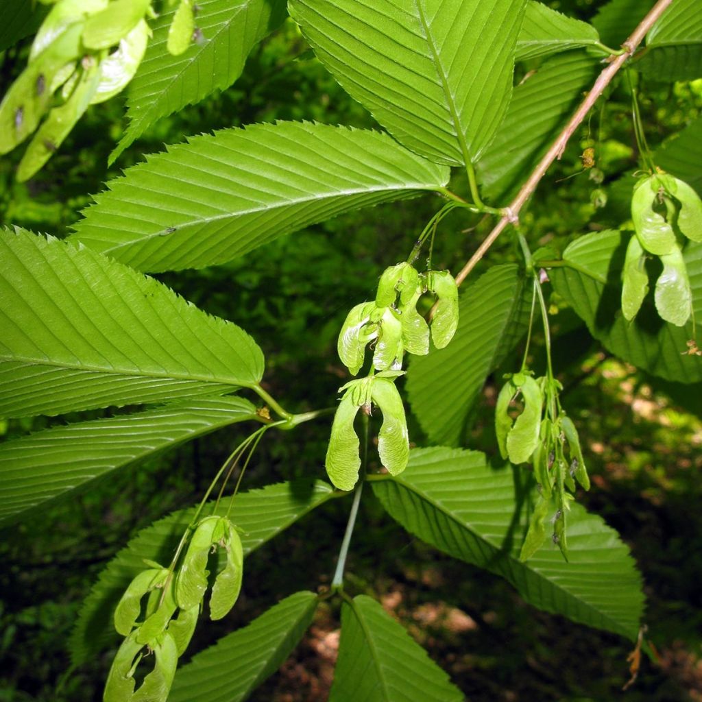 Acer carpinifolium - Maple
