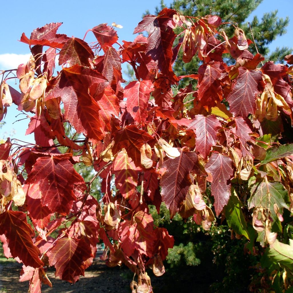 Acer tataricum subsp. ginnala - Maple