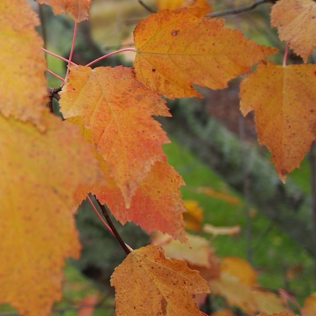 Acer tataricum subsp. ginnala - Maple