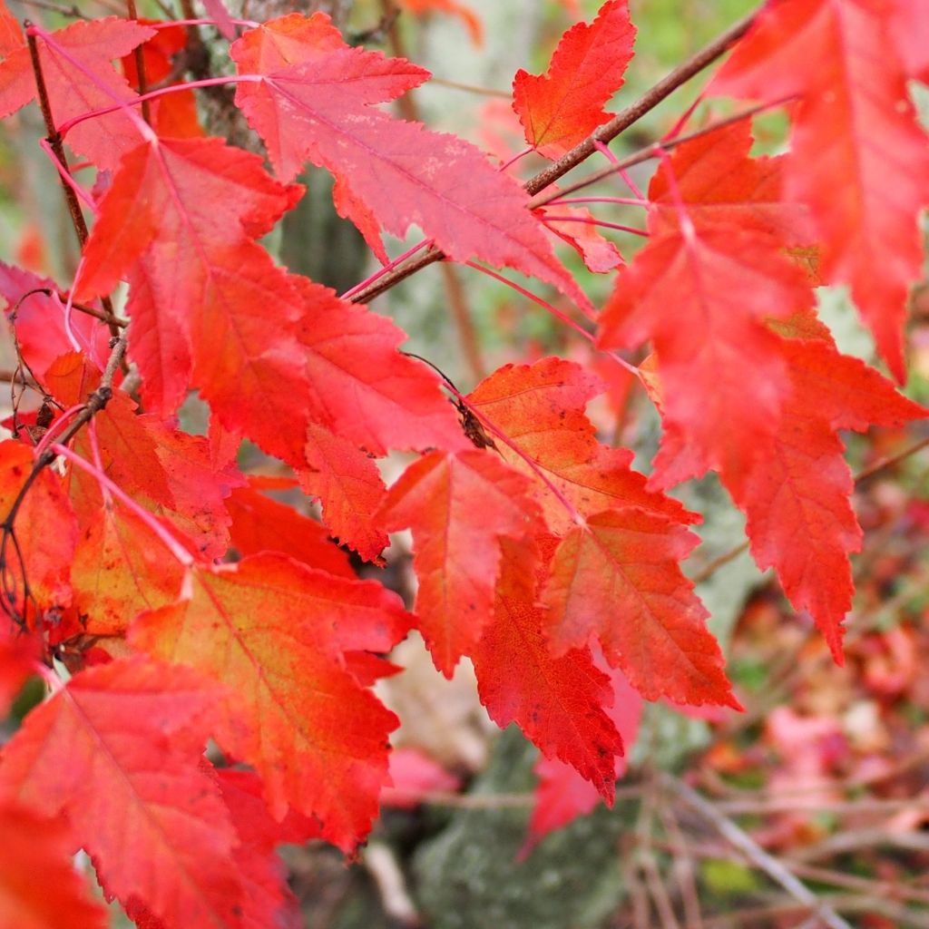 Acer tataricum subsp. ginnala - Maple