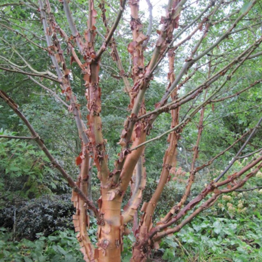 Acer griseum - Paperbark Maple - Maple