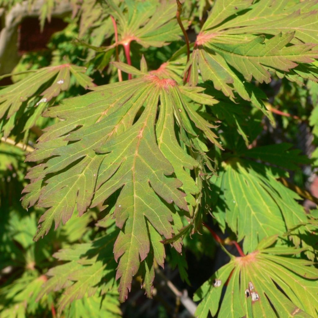 Acer japonicum Aconitifolium - Japanese Maple