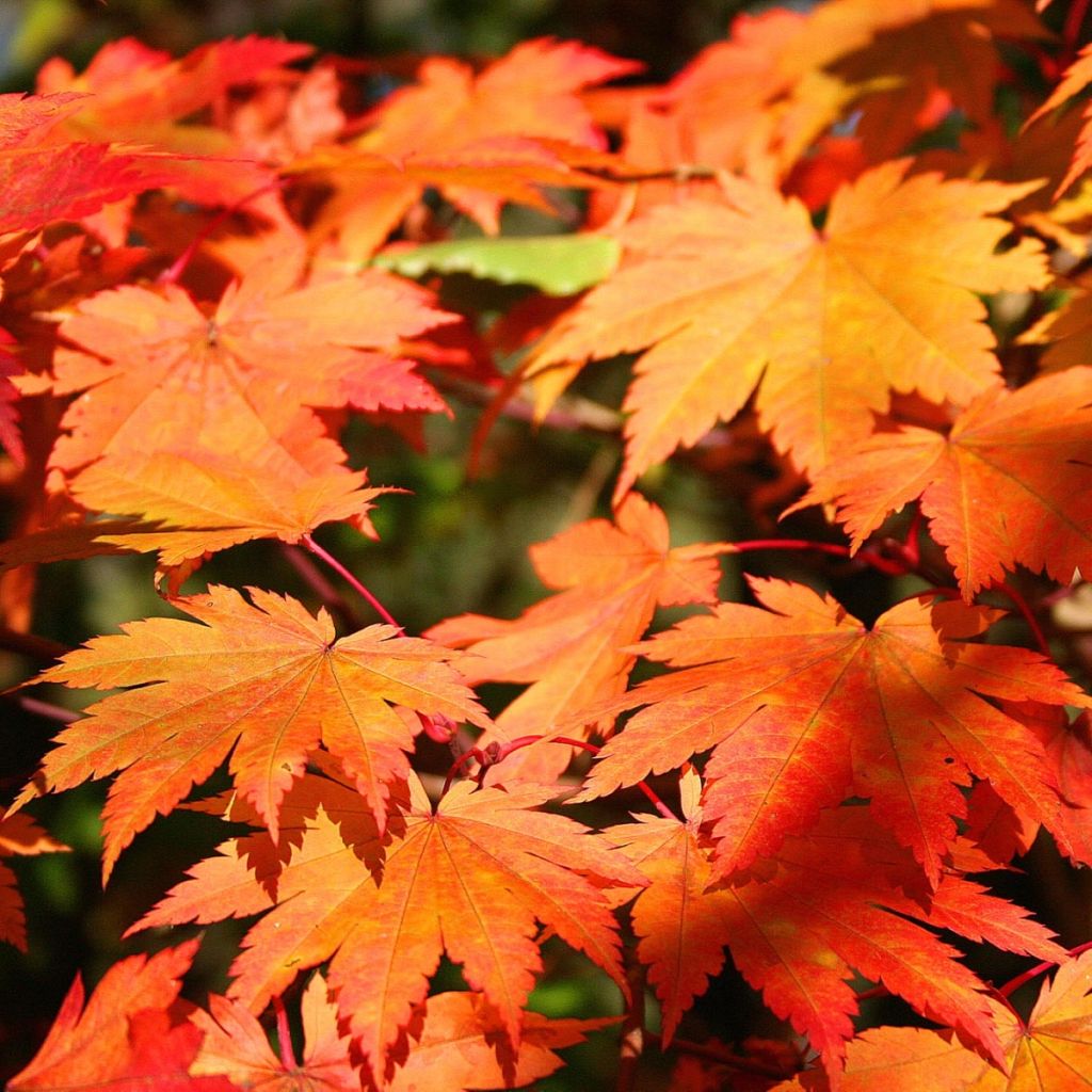 Acer japonicum Vitifolium - Japanese Maple