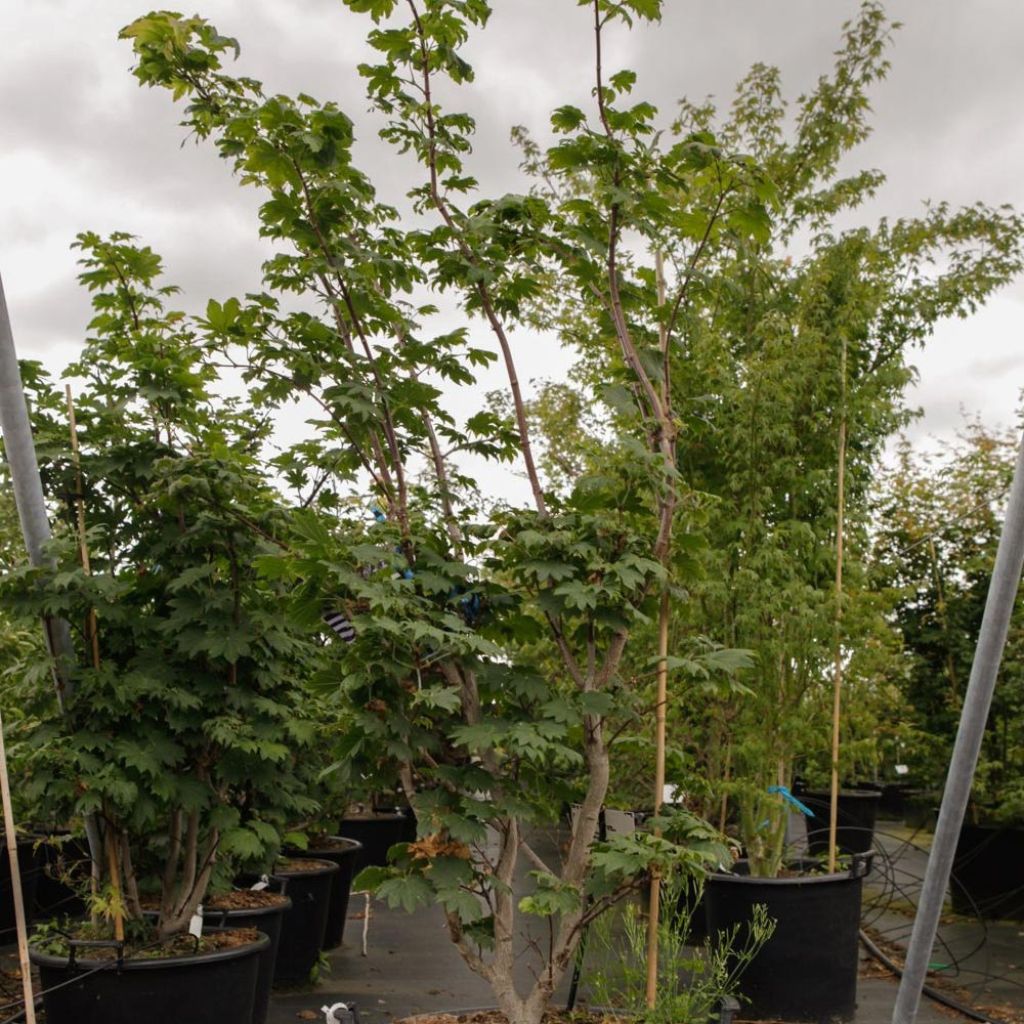 Acer japonicum Vitifolium - Japanese Maple