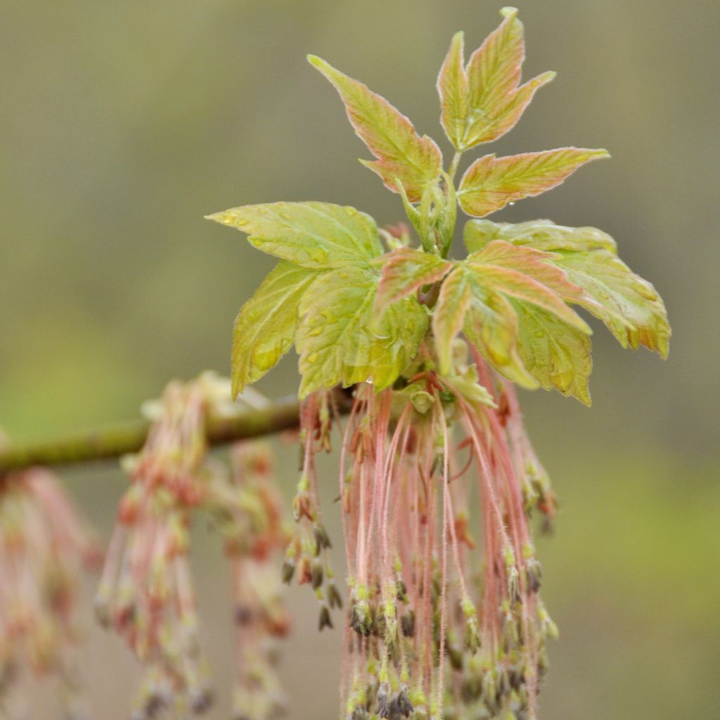 Acer negundo - Maple