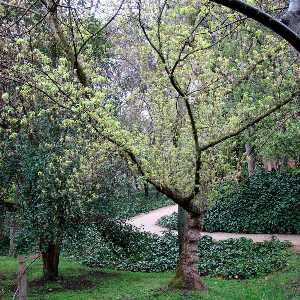 Acer negundo - Maple