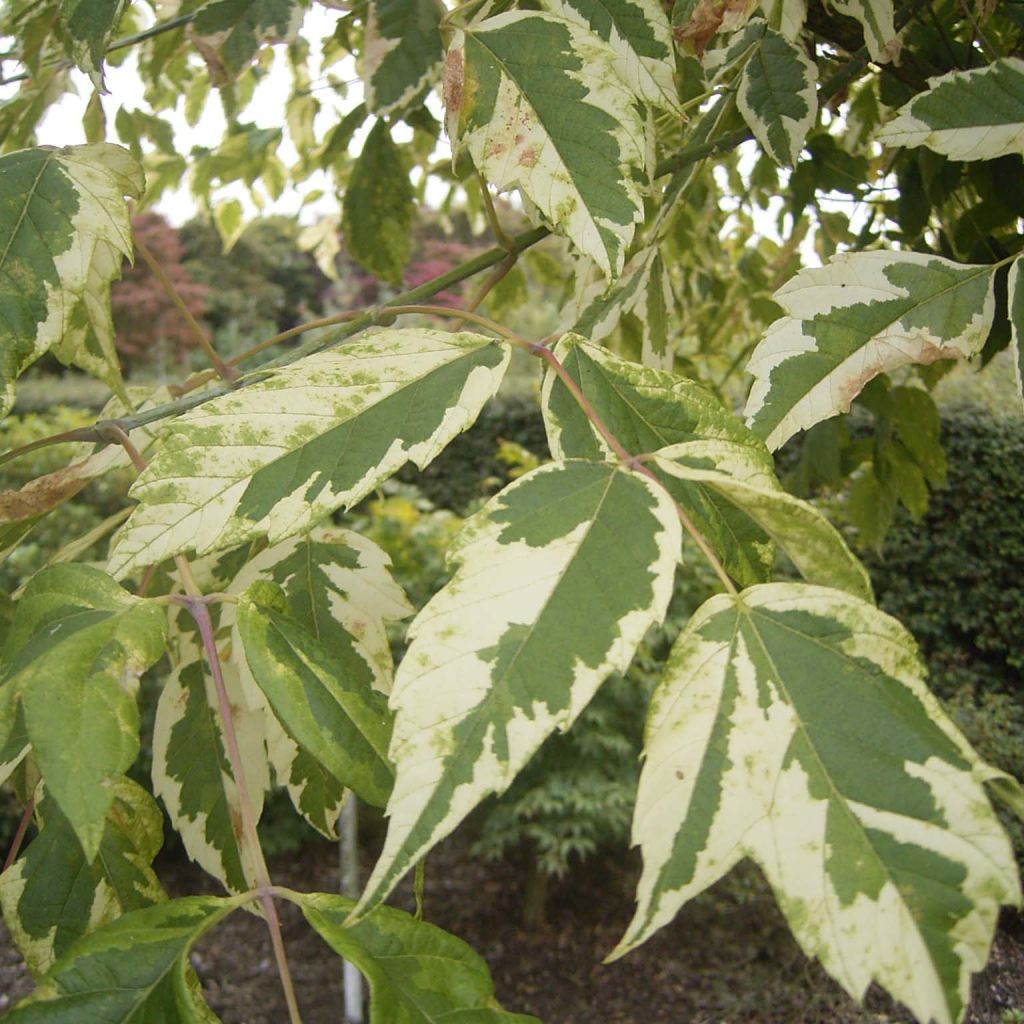 Acer negundo Aureomarginatum - Maple