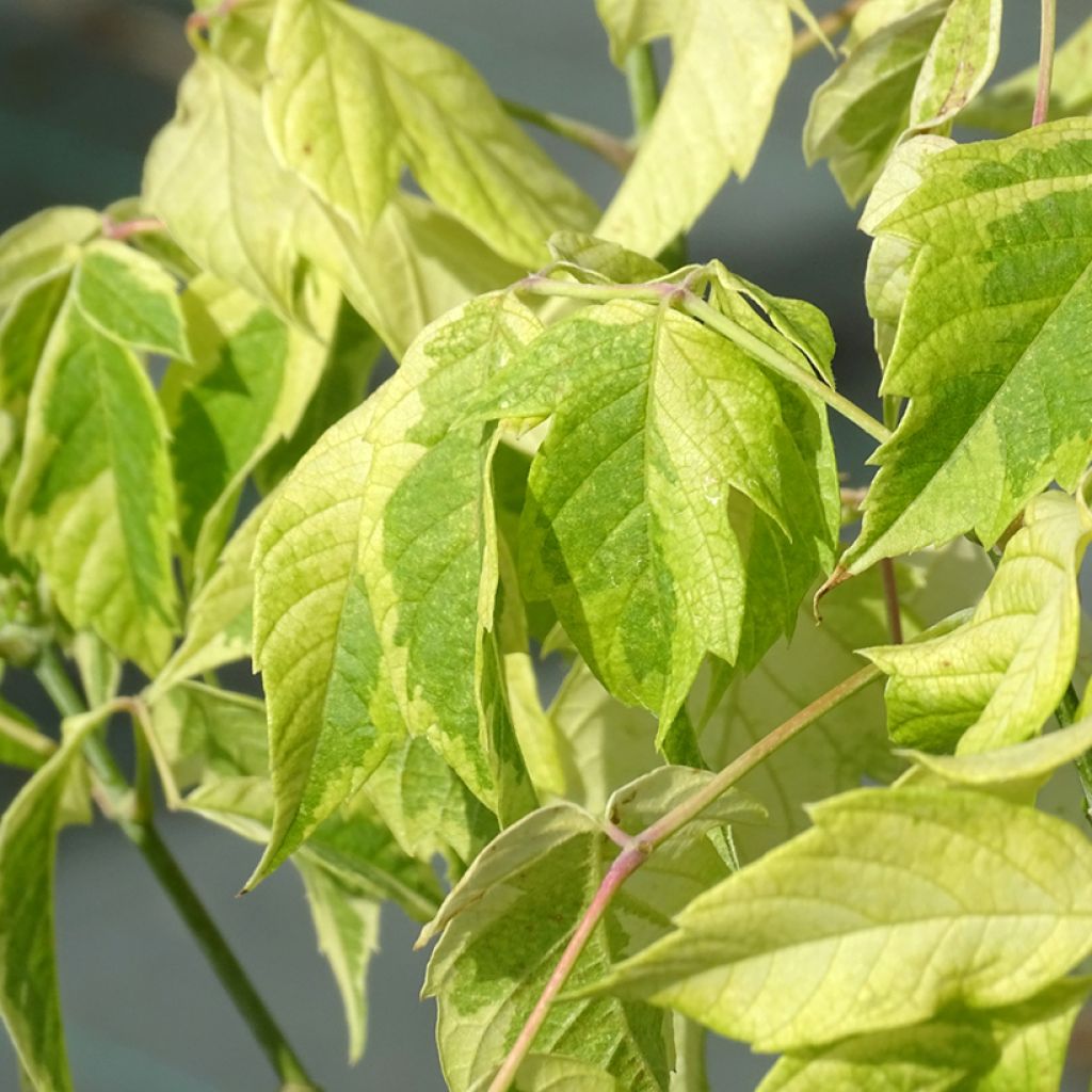 Acer negundo Aureomarginatum - Maple