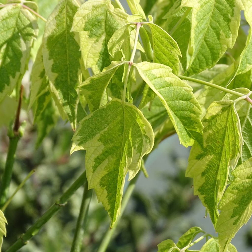 Acer negundo Aureomarginatum - Maple