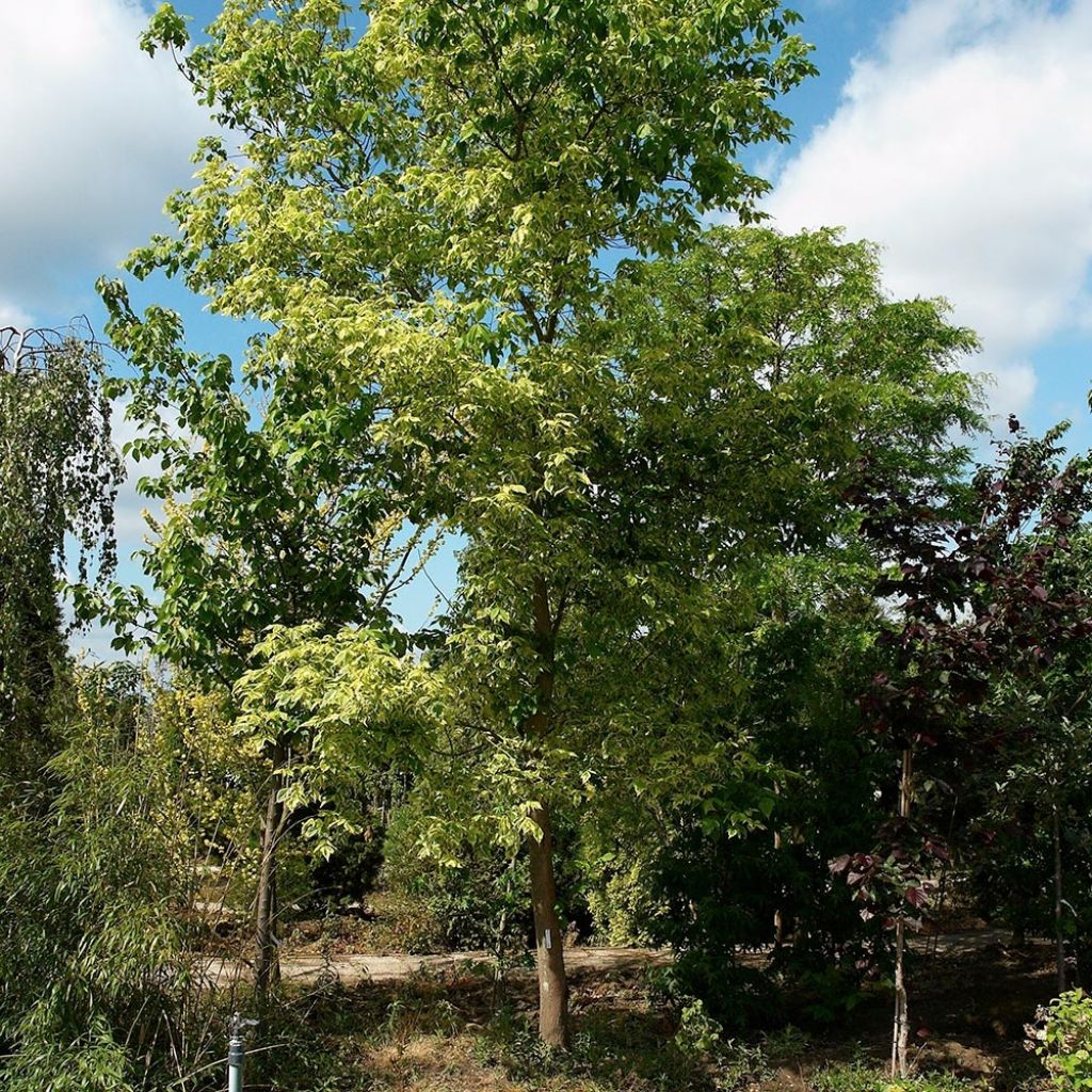 Acer negundo Aureovariegatum - Maple