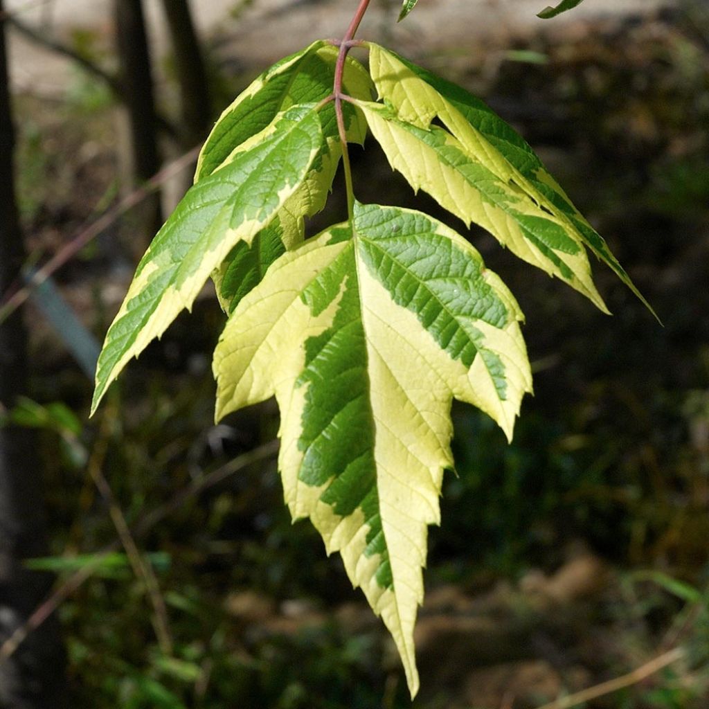 Acer negundo Aureovariegatum - Maple