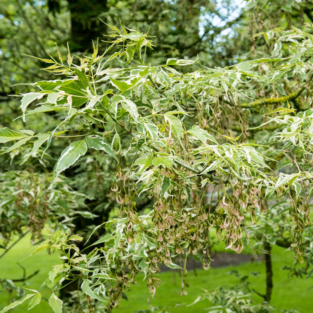 Acer negundo Flamingo - Maple