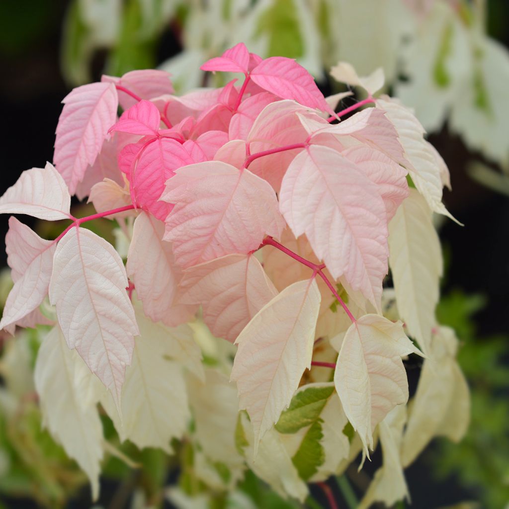 Acer negundo Flamingo - Maple