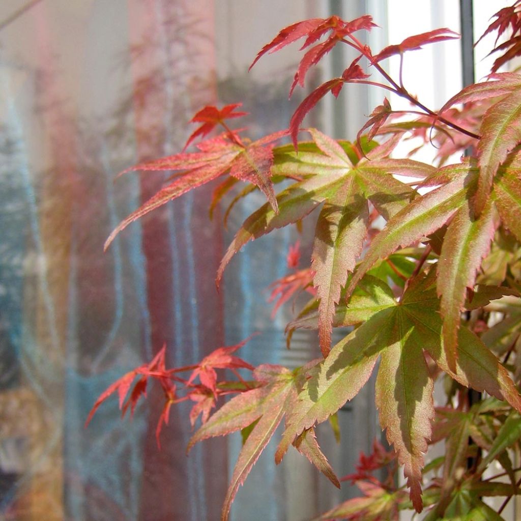 Acer palmatum Beni Maiko - Japanese Maple