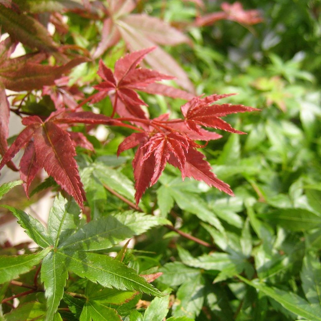 Acer palmatum Beni Maiko - Japanese Maple