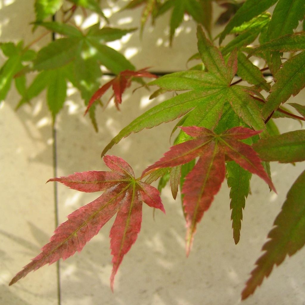 Acer palmatum Beni Maiko - Japanese Maple