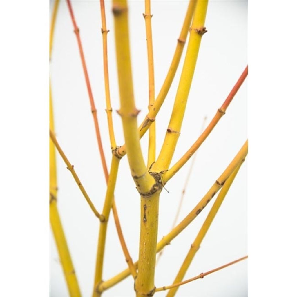 Acer palmatum Bi Hoo - Japanese Maple